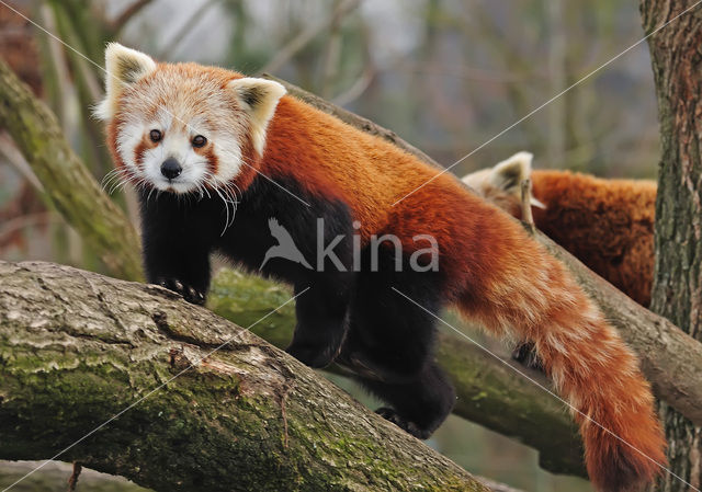 Kleine panda (Ailurus fulgens)