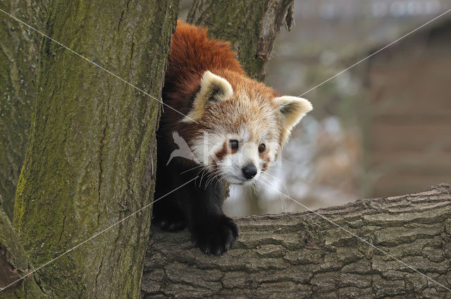 Kleine panda (Ailurus fulgens)