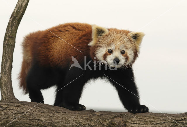 Red Panda (Ailurus fulgens)