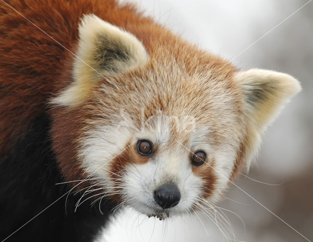 Kleine panda (Ailurus fulgens)