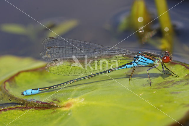 Small Red-eyed damselfly (Erythromma viridulum)