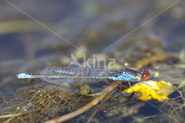 Small Red-eyed damselfly (Erythromma viridulum)