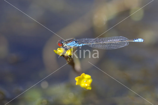 Small Red-eyed damselfly (Erythromma viridulum)