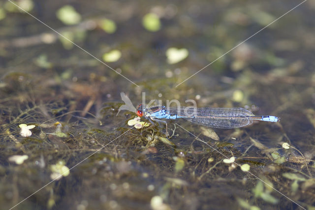 Small Red-eyed damselfly (Erythromma viridulum)