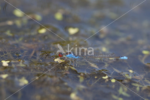 Kleine Roodoogjuffer (Erythromma viridulum)