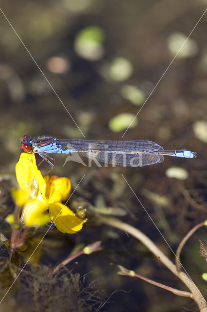 Kleine Roodoogjuffer (Erythromma viridulum)