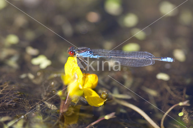 Kleine Roodoogjuffer (Erythromma viridulum)