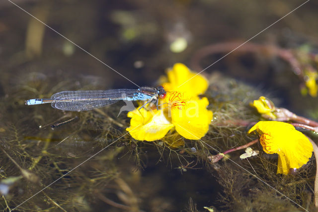 Kleine Roodoogjuffer (Erythromma viridulum)