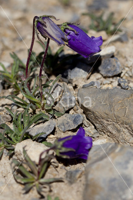 Large-flowered Bellflower (Campanula alpestris)