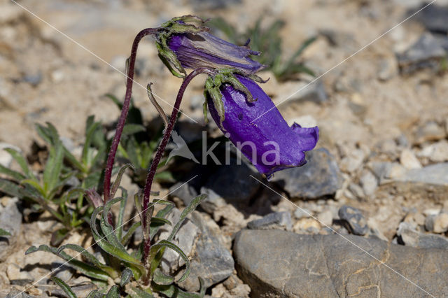 Klokje (Campanula alpestris)