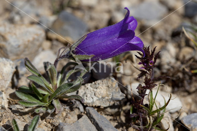 Klokje (Campanula alpestris)