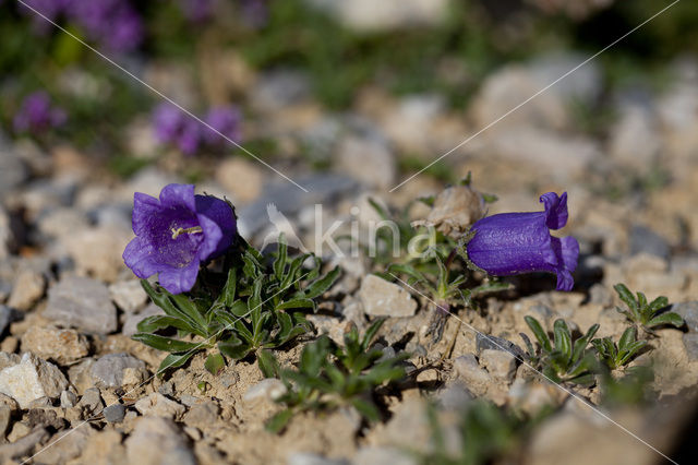 Klokje (Campanula alpestris)