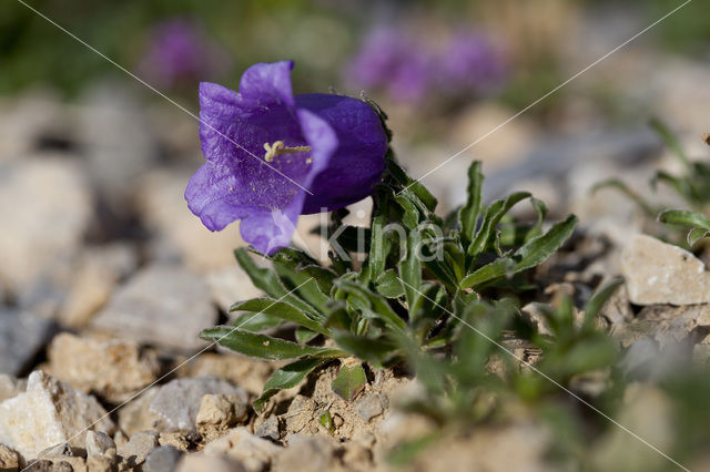 Large-flowered Bellflower (Campanula alpestris)