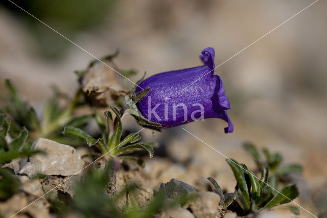 Large-flowered Bellflower (Campanula alpestris)