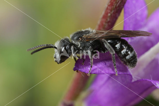 Klokjesgroefbij (Lasioglossum costulatum)