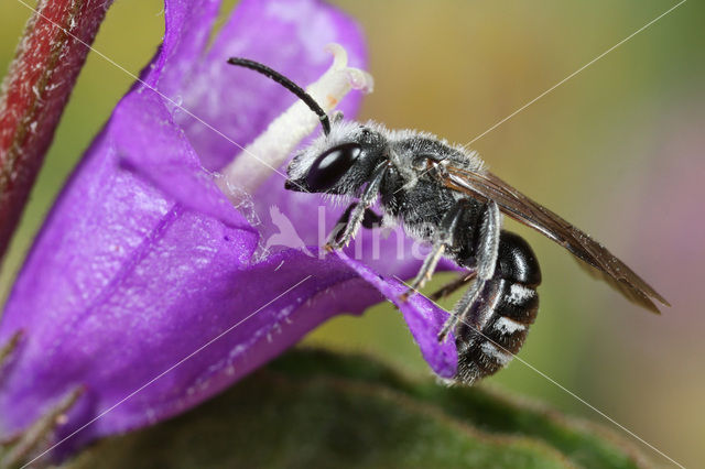 Klokjesgroefbij (Lasioglossum costulatum)