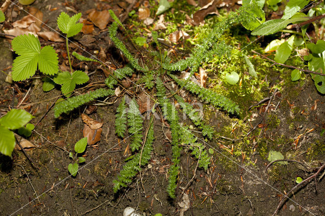 Dropwort (Filipendula vulgaris)