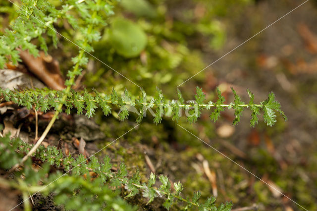 Dropwort (Filipendula vulgaris)