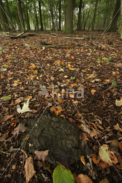 Koe (Bos domesticus)