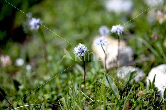 Kogelbloem (Globularia bisnagarica)