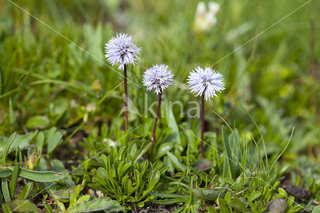 Kogelbloem (Globularia bisnagarica)