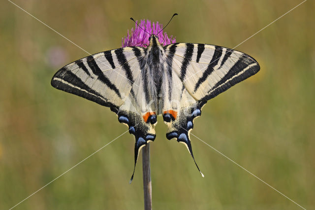 Koningspage (Iphiclides podalirius)