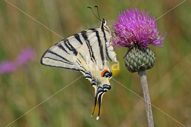 Koningspage (Iphiclides podalirius)