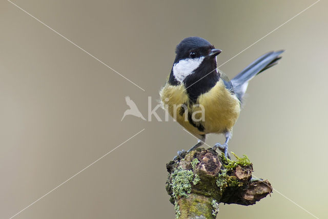 Great Tit (Parus major)