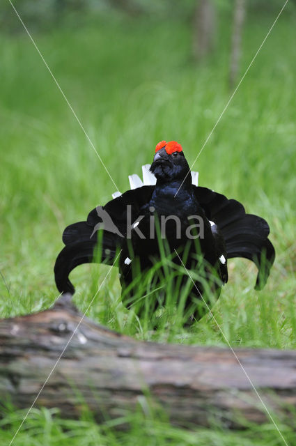 Black Grouse (Tetrao tetrix)