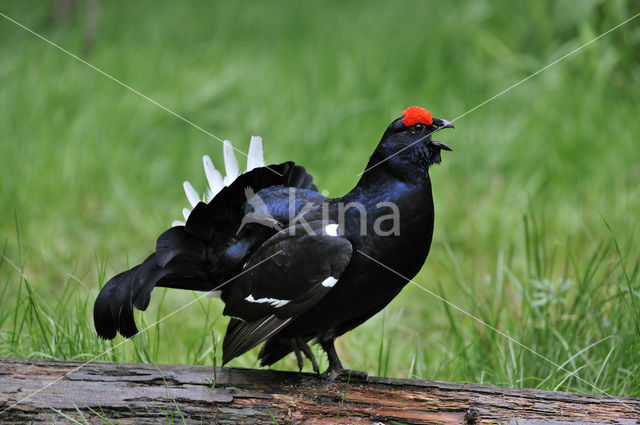 Black Grouse (Tetrao tetrix)