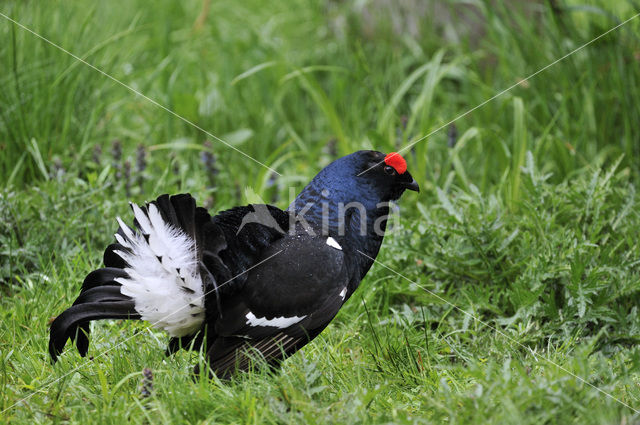 Black Grouse (Tetrao tetrix)