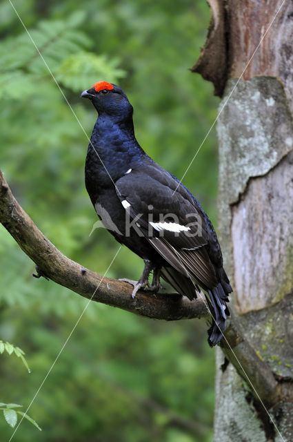 Black Grouse (Tetrao tetrix)