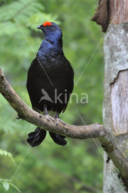 Black Grouse (Tetrao tetrix)