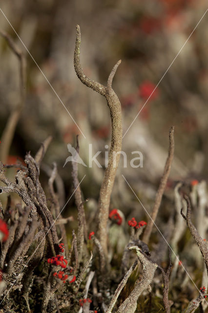 Antlered powderhorn (Cladonia subulata)