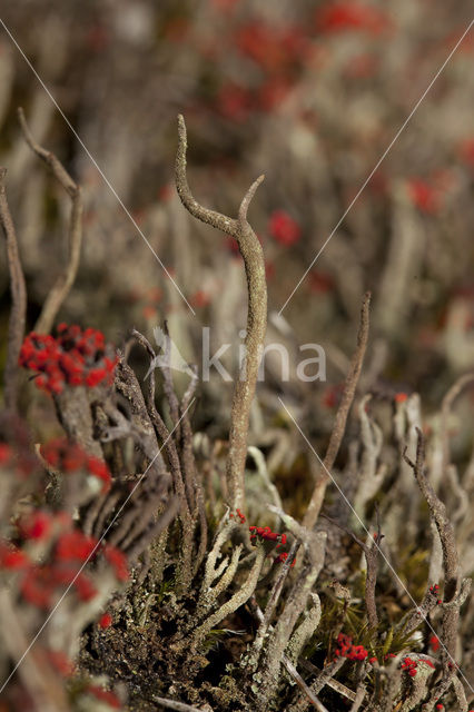 Kronkelheidestaartje (Cladonia subulata)
