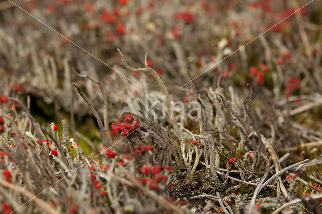 Antlered powderhorn (Cladonia subulata)