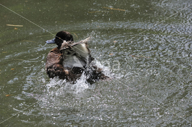 Tufted Duck (Aythya fuligula)