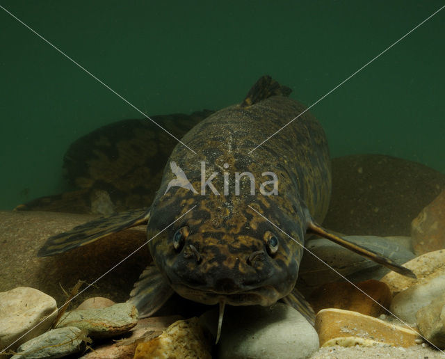 Burbot (Lota lota)