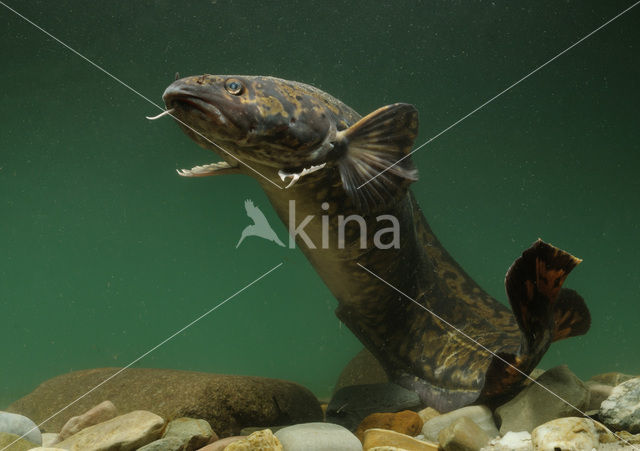 Burbot (Lota lota)