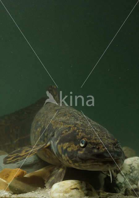 Burbot (Lota lota)