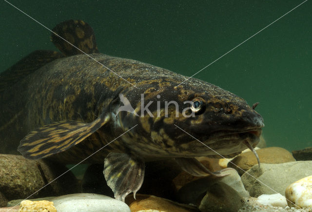 Burbot (Lota lota)