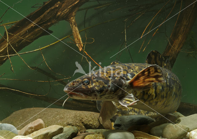 Burbot (Lota lota)