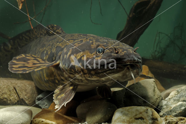 Burbot (Lota lota)