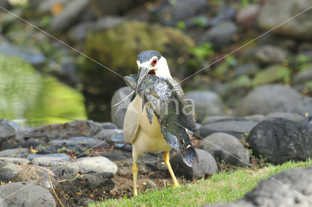 Night Heron (Nycticorax nycticorax)