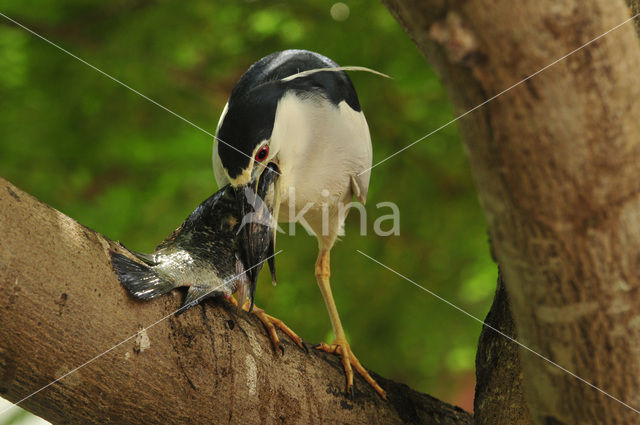 Night Heron (Nycticorax nycticorax)