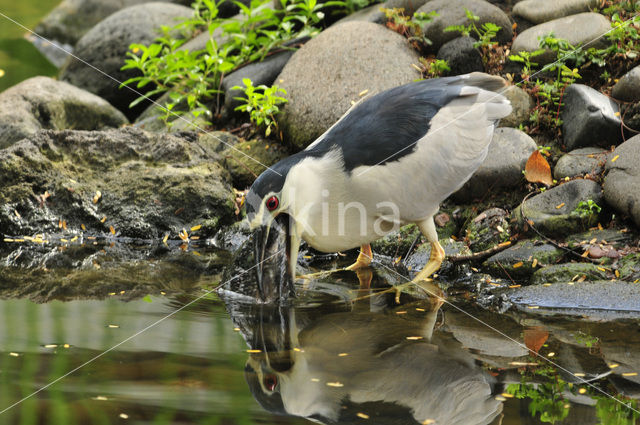 Night Heron (Nycticorax nycticorax)