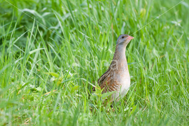 Corncrake (Crex crex)