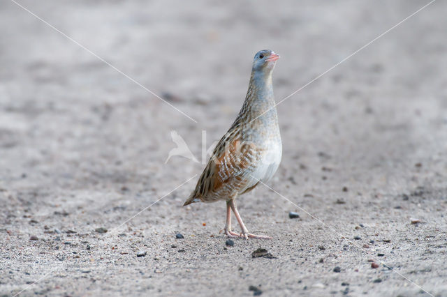 Corncrake (Crex crex)