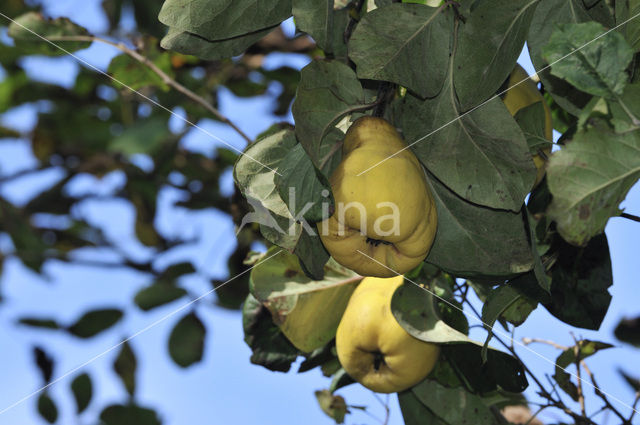 Quince (Cydonia oblonga)