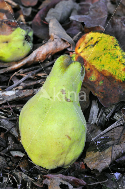 Quince (Cydonia oblonga)